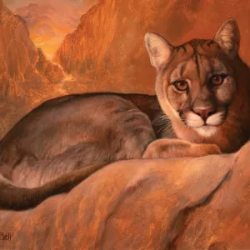 Mountain Lion